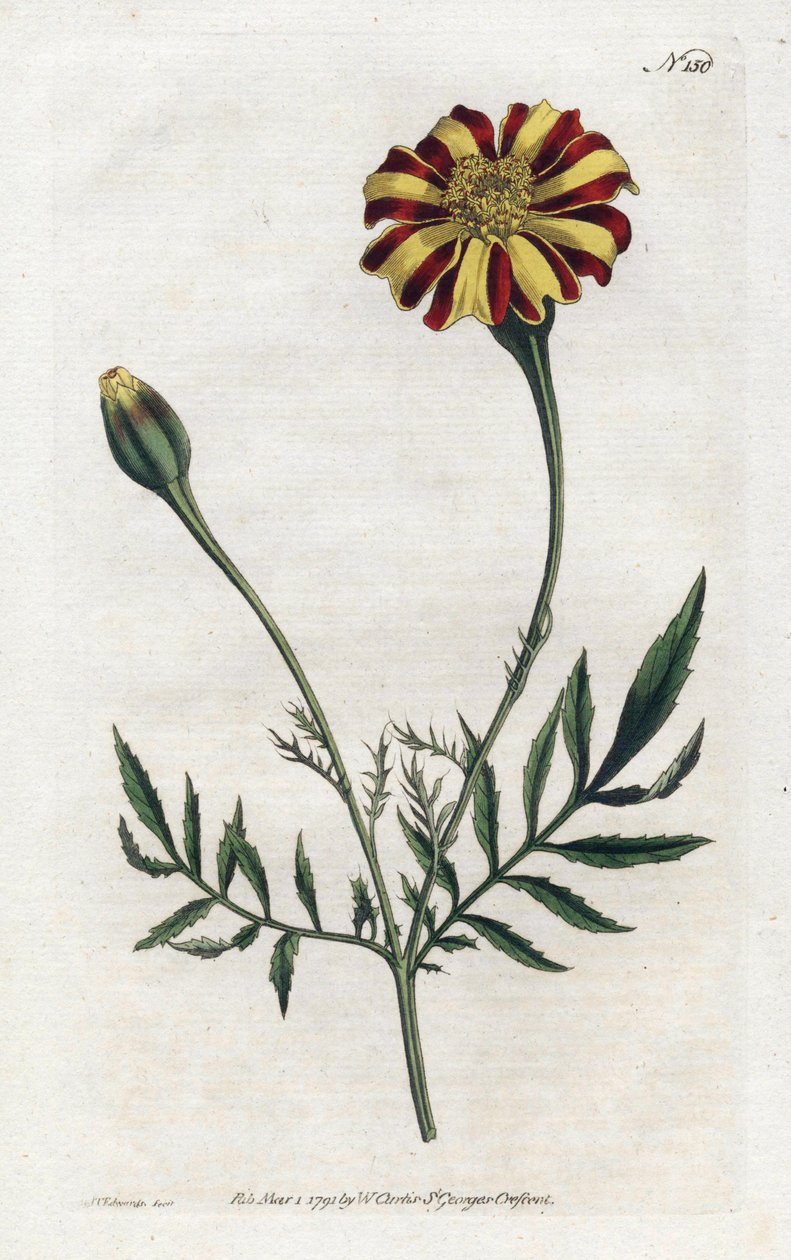 Carnation of India eller tagete etalee - Litografi af Sydenham Edwards (1768-1819), tallerken fra Botanical Magazine af William Curtis (1746-1799) af Sydenham Teast Edwards