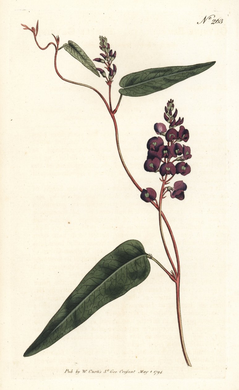 Caulinia bimaculata (lilla glycin, Glycine bimaculata). Håndfarvet kobberstik af Sansom efter en illustration af Sydenham Edwards fra William Curtis