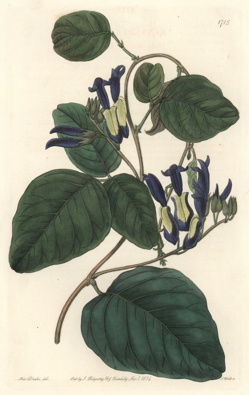 Caulinie noiratre, hjemmehørende i Australien - S. Watts stærkt vand fra en illustration af Sarah Anne Drake (1803-1857), fra det botaniske register af Sydenham Teast Edwards