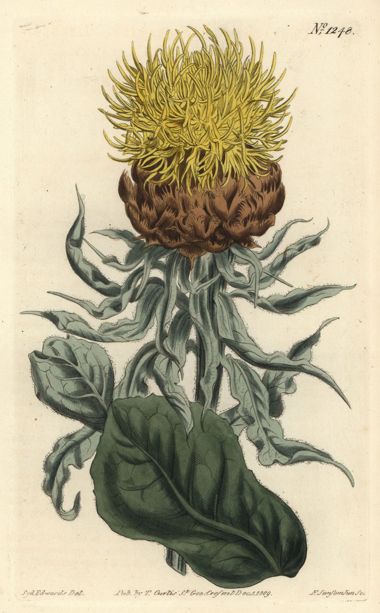 Centauree a grosse tête - Kæmpeknap eller storhovedet gul centaury, Centaurea macrocephala. Håndfarvet kobberstik af F. Sansom Jr. efter en illustration af Sydenham Edwards fra William Curtis