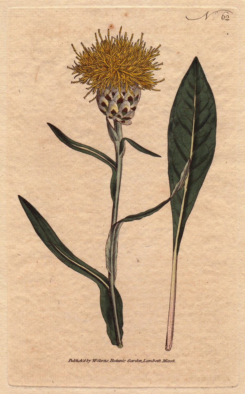 Centauree har pastelblade med gul luftig blomst. Orientalsk. Woadbladet centaurea med gule luftige blomster. En indfødt østen. Centaurea glastifolia. Håndfarvet kobberstik fra en botanisk illustration af Sydenham Edwards fra William af Sydenham Teast Edwards