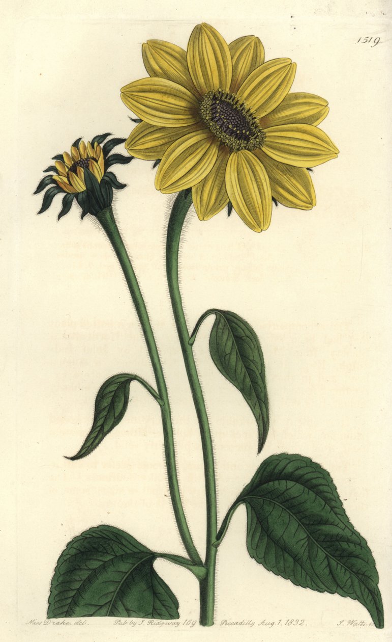 Mellemamerikansk asteriacee variete - Tithonia tubaeformis (Trompetstilket solsikke, Helianthus tubaeformis). Håndfarvet kobberstik af S. Watts efter en illustration af Miss Sarah Drake fra Sydenham Edwards