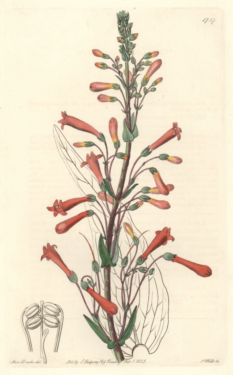 Chelone (eller Galane) har baldrianblade, hjemmehørende i Californien - S. Watts stærkt vand fra en illustration af Sarah Anne Drake (1803-1857), fra det botaniske register af Sydenham Teast Edwards