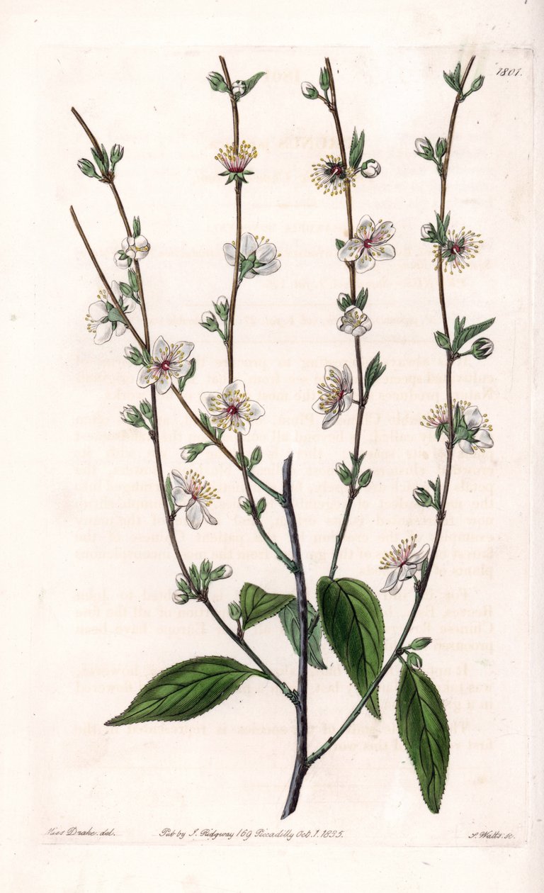 Kirsebærtræ - Indgraveret tavle af S.Watts, fra en illustration af Sarah Anne Drake (1803-1857), fra Botanical Register of Sydenham Edwards (1768-1819), England af Sydenham Teast Edwards