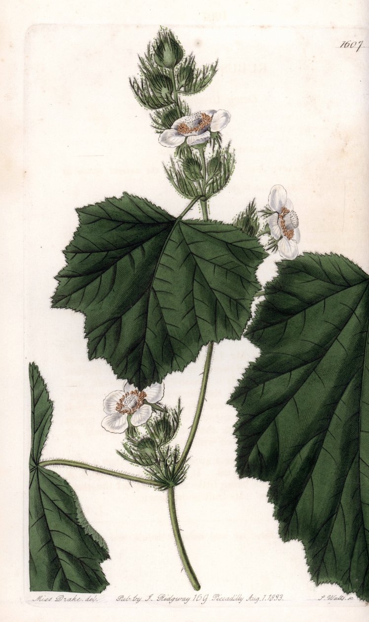Chestnut vine - Plade graveret af S.Watts, fra en illustration af Sarah Anne Drake (1803-1857), fra Botanical Register of Sydenham Edwards (1768-1819), England af Sydenham Teast Edwards