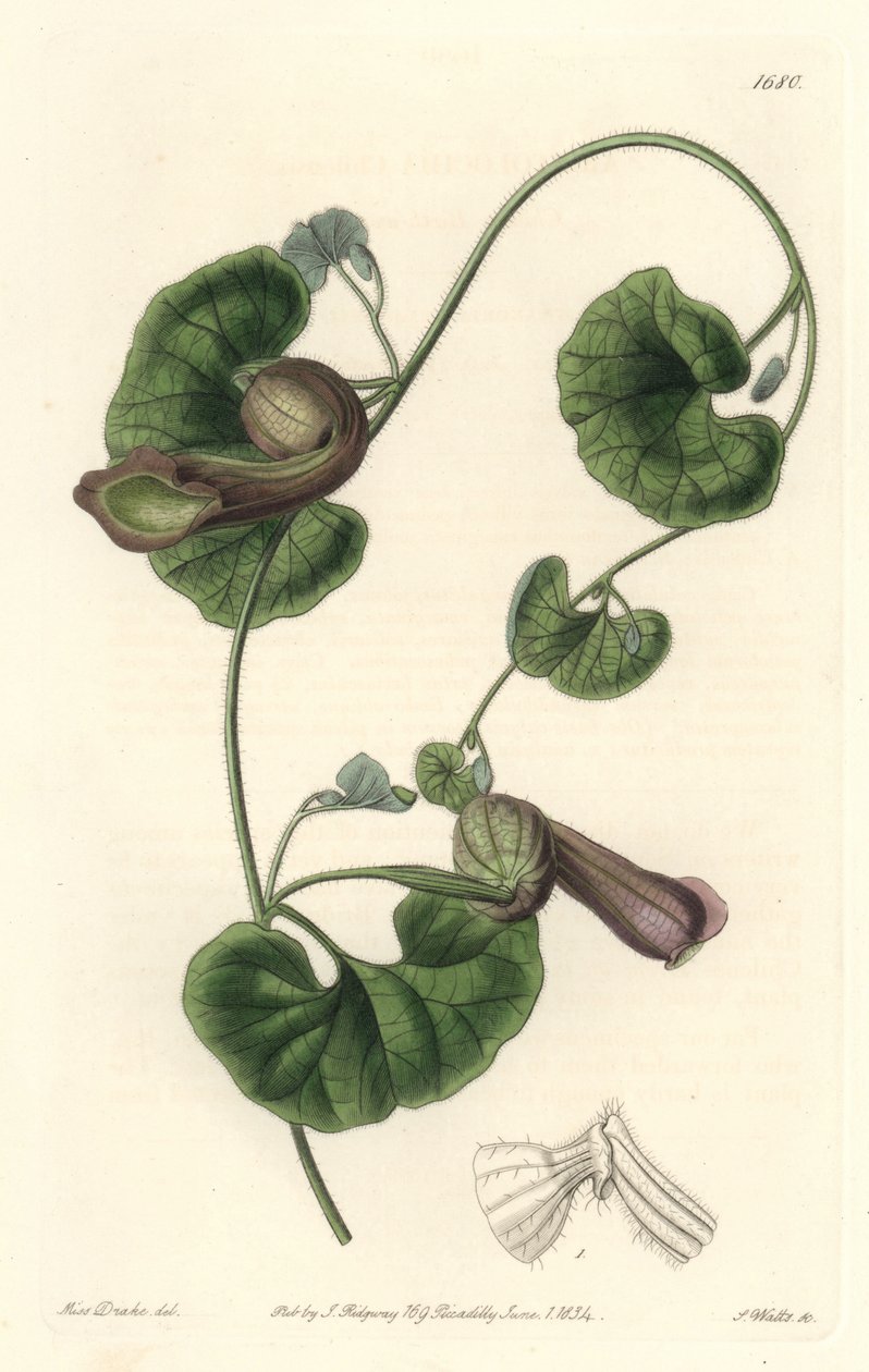 Chilenske Aristoloche eller Fox Ears - S. Watts Strong Water fra en illustration af Sarah Anne Drake (1803-1857), fra det botaniske register af Sydenham Teast Edwards