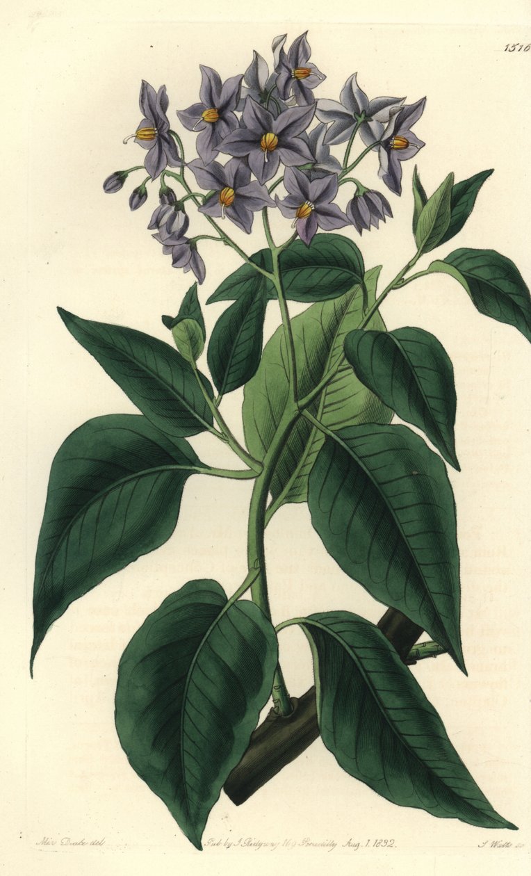 Chilensk kartoffeltræ eller solanum med krympet blade. Håndfarvet kobberstik af S. Watts efter en illustration af Miss Sarah Drake fra Sydenham Edwards