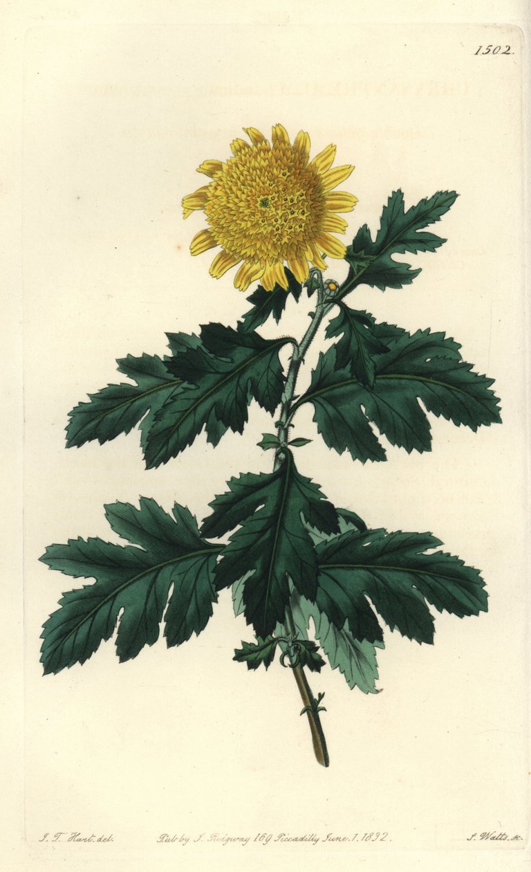 Kinesisk kamille eller indisk krysantem - Dobbelt gul indisk krysantemum, Chrysanthemum indicum var. plenum. Håndkoloreret kobberstik af S. Watts efter illustration af J.T. Hart fra Sydenham Edwards