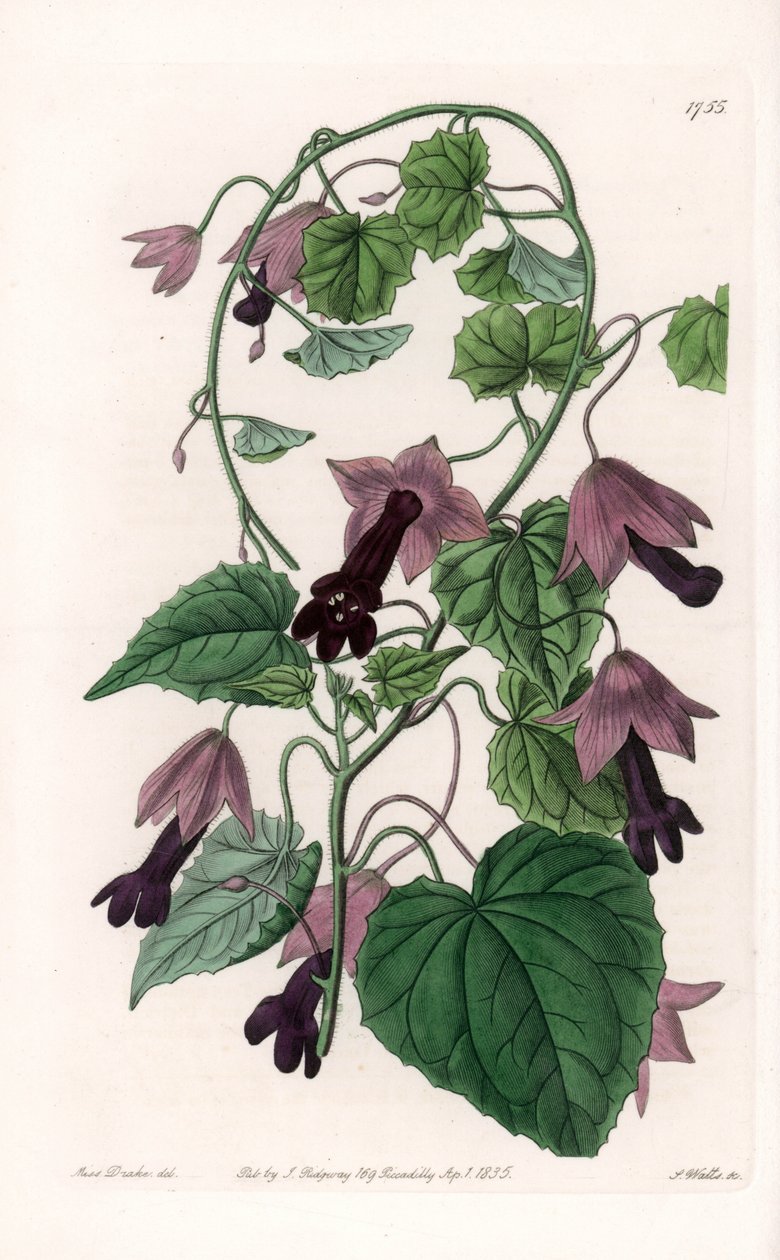 Kinesisk hat - Plade graveret af S.Watts, efter en illustration af Sarah Anne Drake (1803-1857), fra Sydenham Edwards
