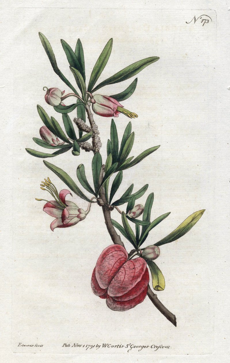 Chinese Lantern or Nymania - Litografi af Sydenham Edwards (1768-1819), fra Botanical Magazine af William Curtis (1746-1799) af Sydenham Teast Edwards