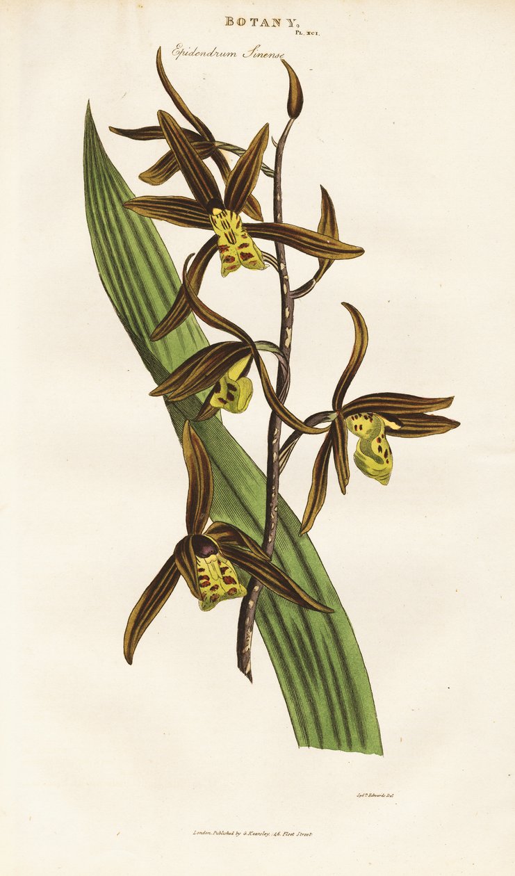 Kinesisk orkidé (Epidendrum sinense) af Sydenham Teast Edwards