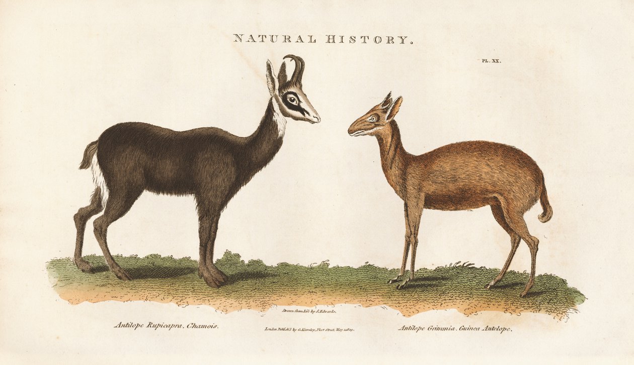 Kinesisk antilope og guineaantilope af Sydenham Teast Edwards