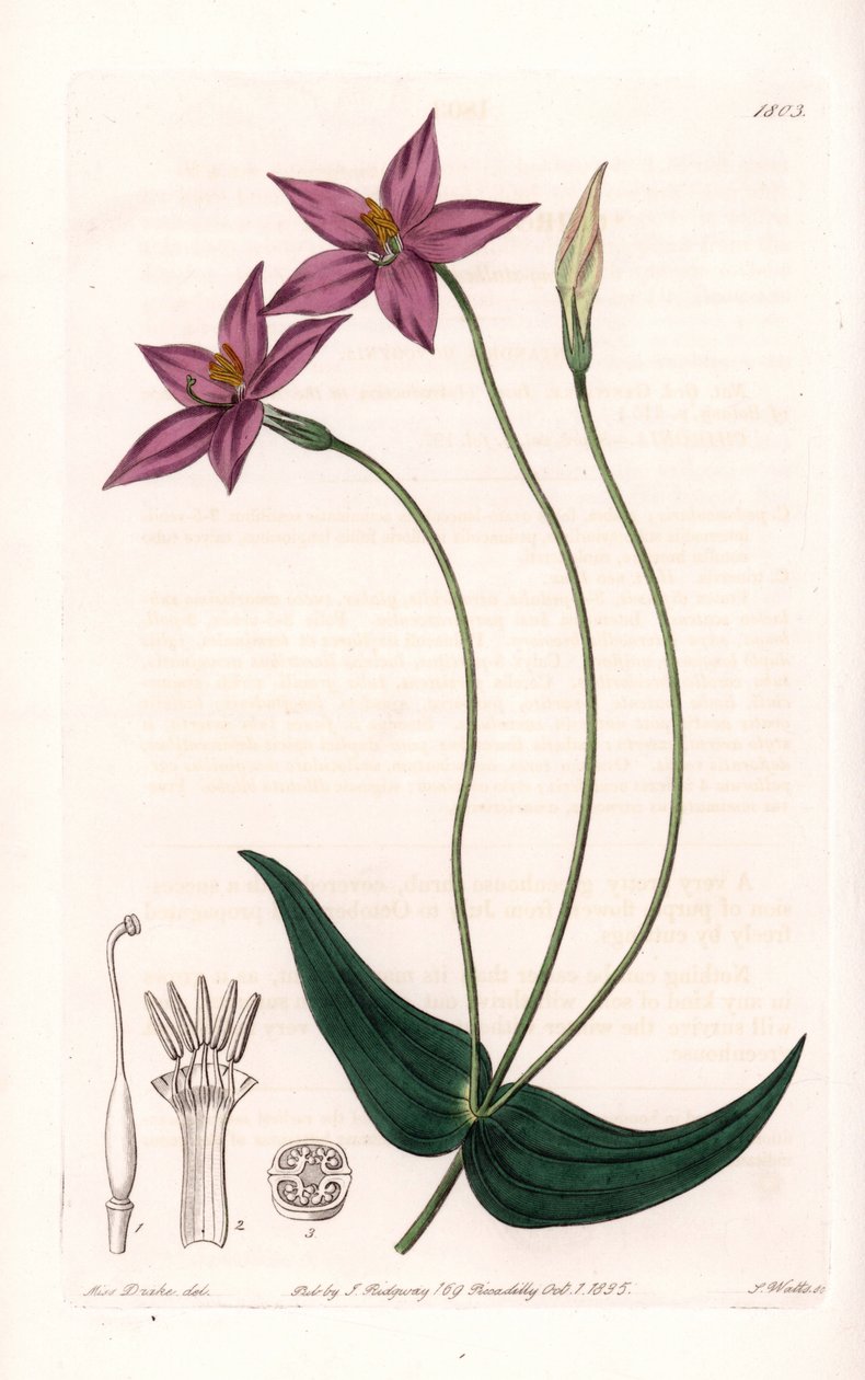 Chironia Variete - Plade graveret af S.Watts, fra en illustration af Sarah Anne Drake (1803-1857), fra Botanical Register of Sydenham Edwards (1768-1819), England af Sydenham Teast Edwards