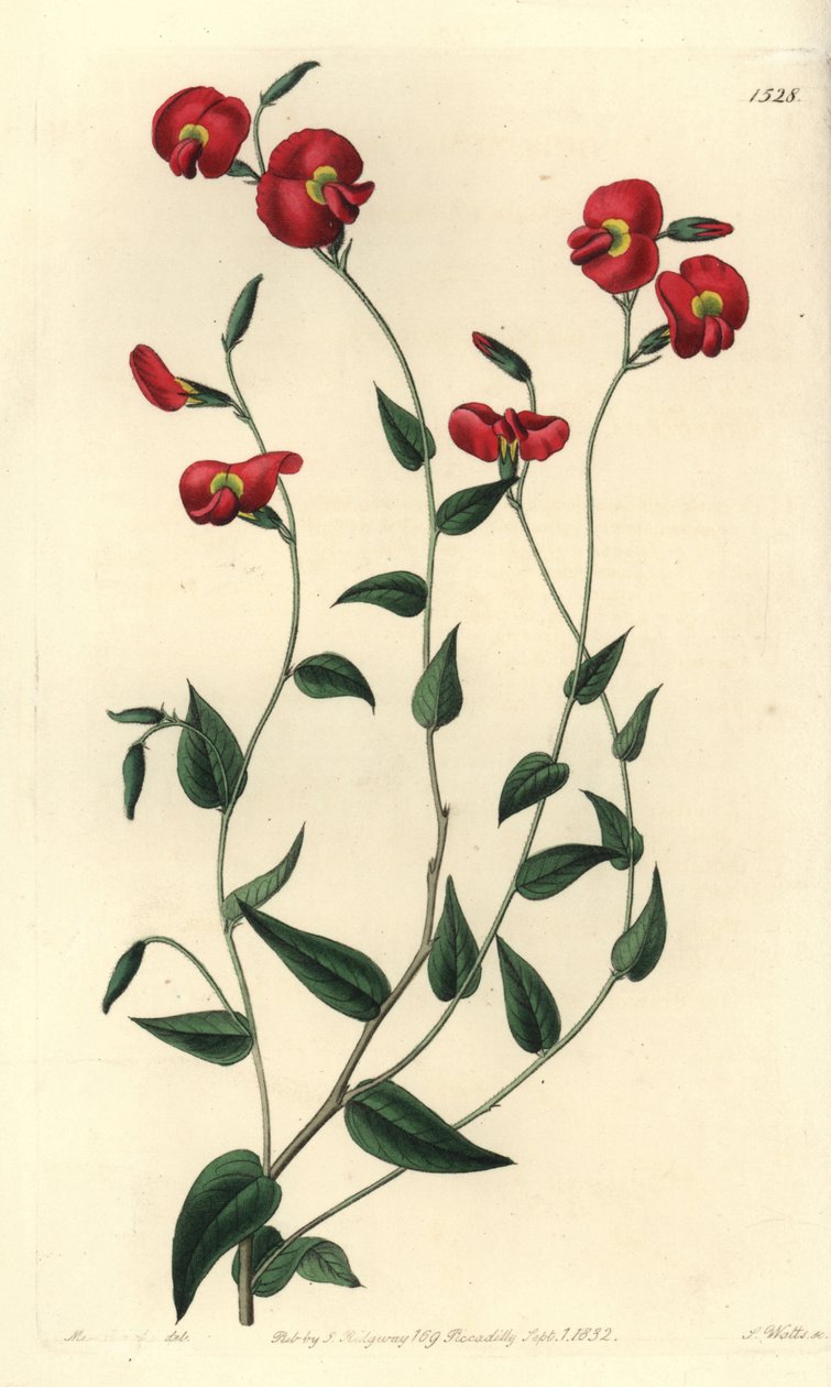 Chorizema ovatum (Ovat chorozema, Chorozema ovatum). Håndfarvet kobberstik af S. Watts efter en illustration af Miss Sarah Drake fra Sydenham Edwards