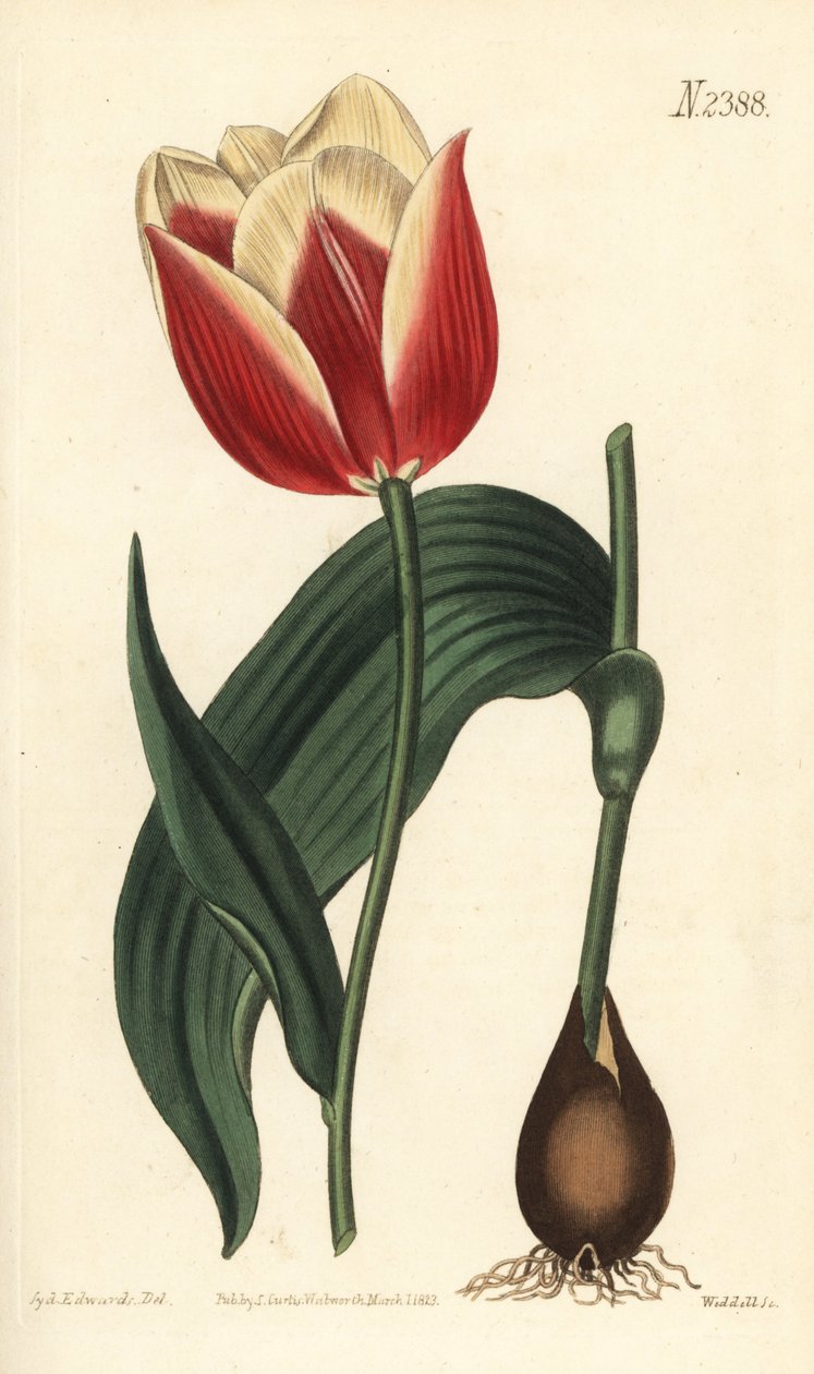 Claramond tulipan, Tulipa suaveolens var. latifolia. Håndfarvet kobberstik af Weddell efter en botanisk illustration af Sydenham Edwards fra William Curtis