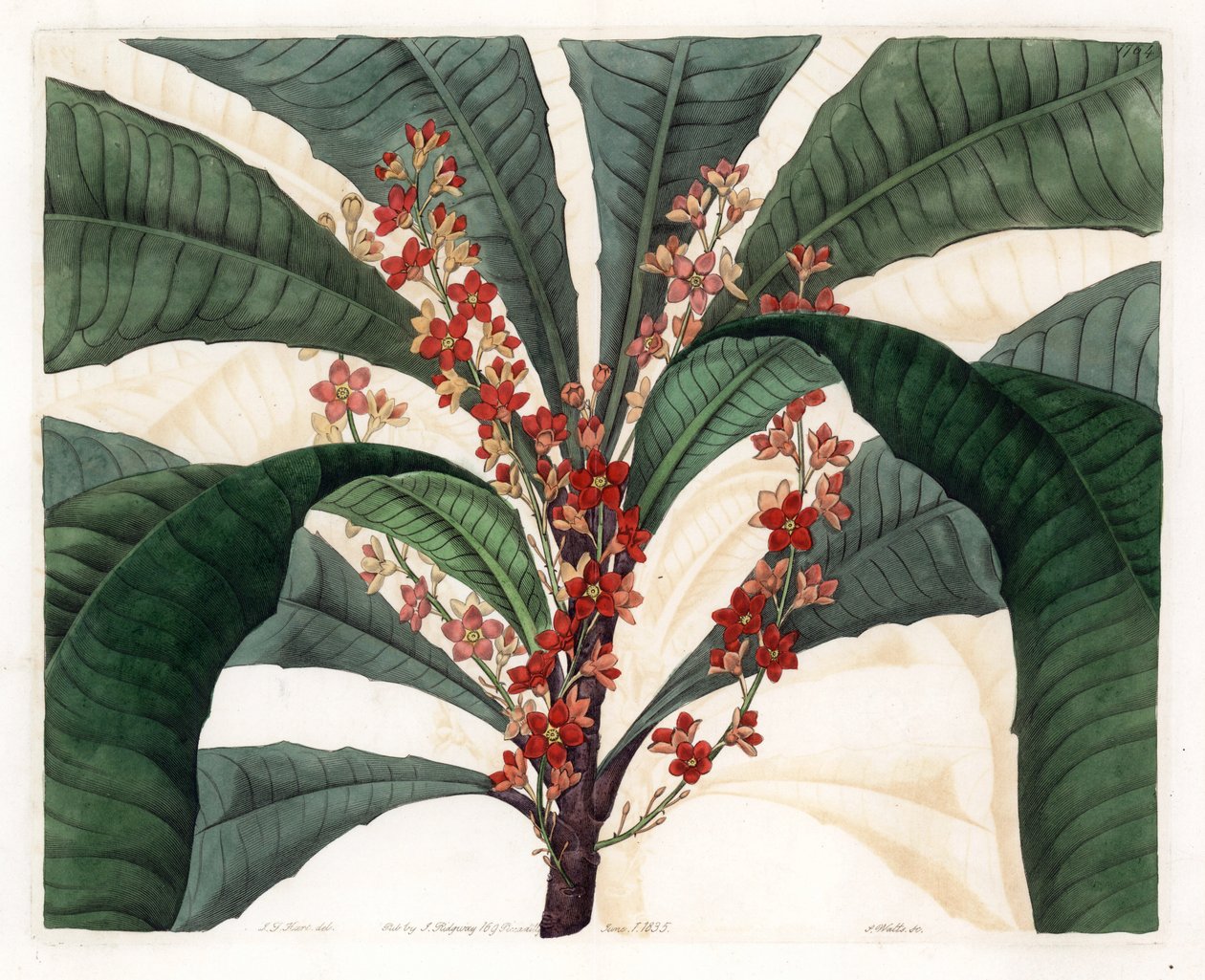 Clavija Variety - Indgraveret plade af S.Watts, fra en illustration af I.J. Hart, fra det botaniske register i Sydenham Edwards (1768-1819), England af Sydenham Teast Edwards
