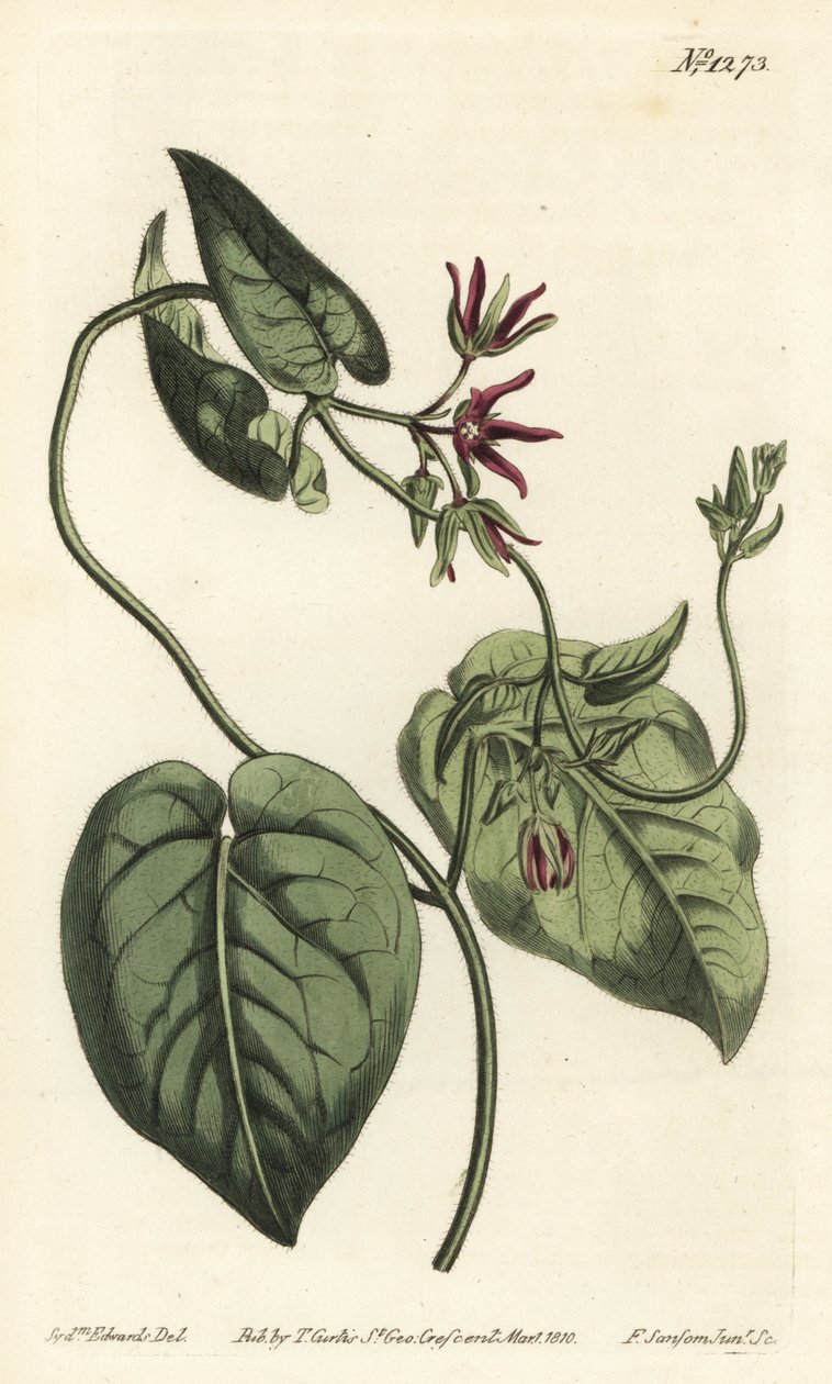 Klatrende mælkevin, Matelea obliqua (Virginian cynanchum, Cynanchum discolor). Håndfarvet kobberstik af F. Sansom Jr. efter en illustration af Sydenham Edwards fra William Curtis