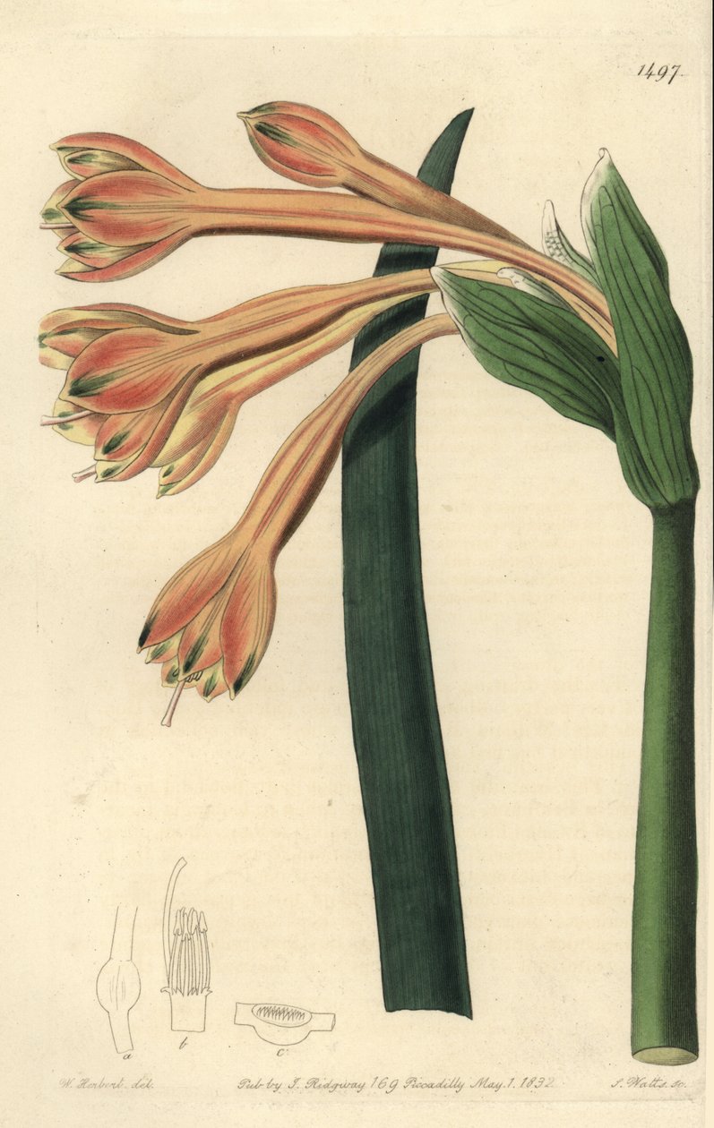 Clinanthus fulvus (Tawny coburgia, Coburgia fulva). Håndfarvet kobberstik af S. Watts efter en illustration af William Herbert fra Sydenham Edwards