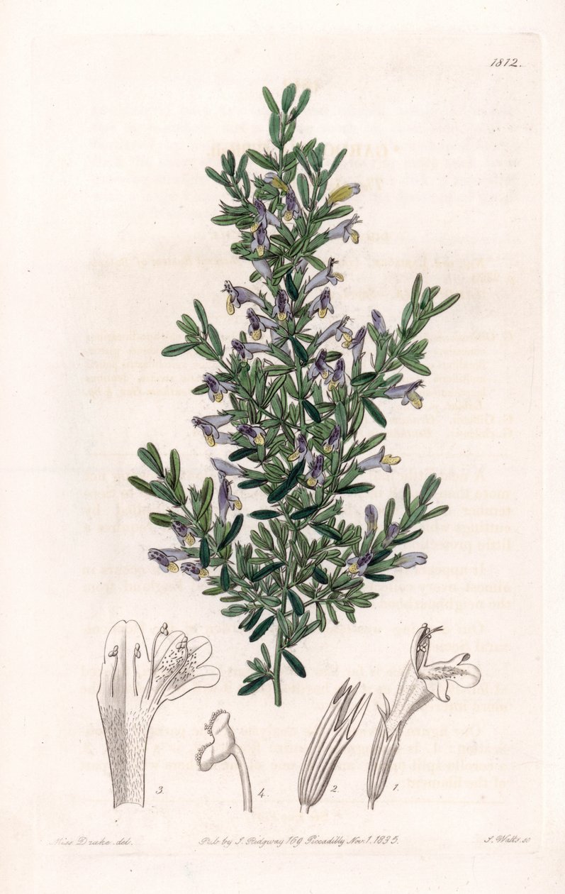 Clinopodium Variete - Plade indgraveret af S.Watts, fra en illustration af Sarah Anne Drake (1803-1857), fra Botanical Register of Sydenham Edwards (1768-1819), England af Sydenham Teast Edwards