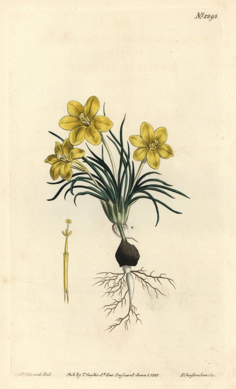 Urblomst, Moraea fugacissima (Smalbladet galakse, Galaxia graminea). Håndfarvet kobberstik af F. Sansom Jr. efter en illustration af Sydenham Edwards fra William Curtis