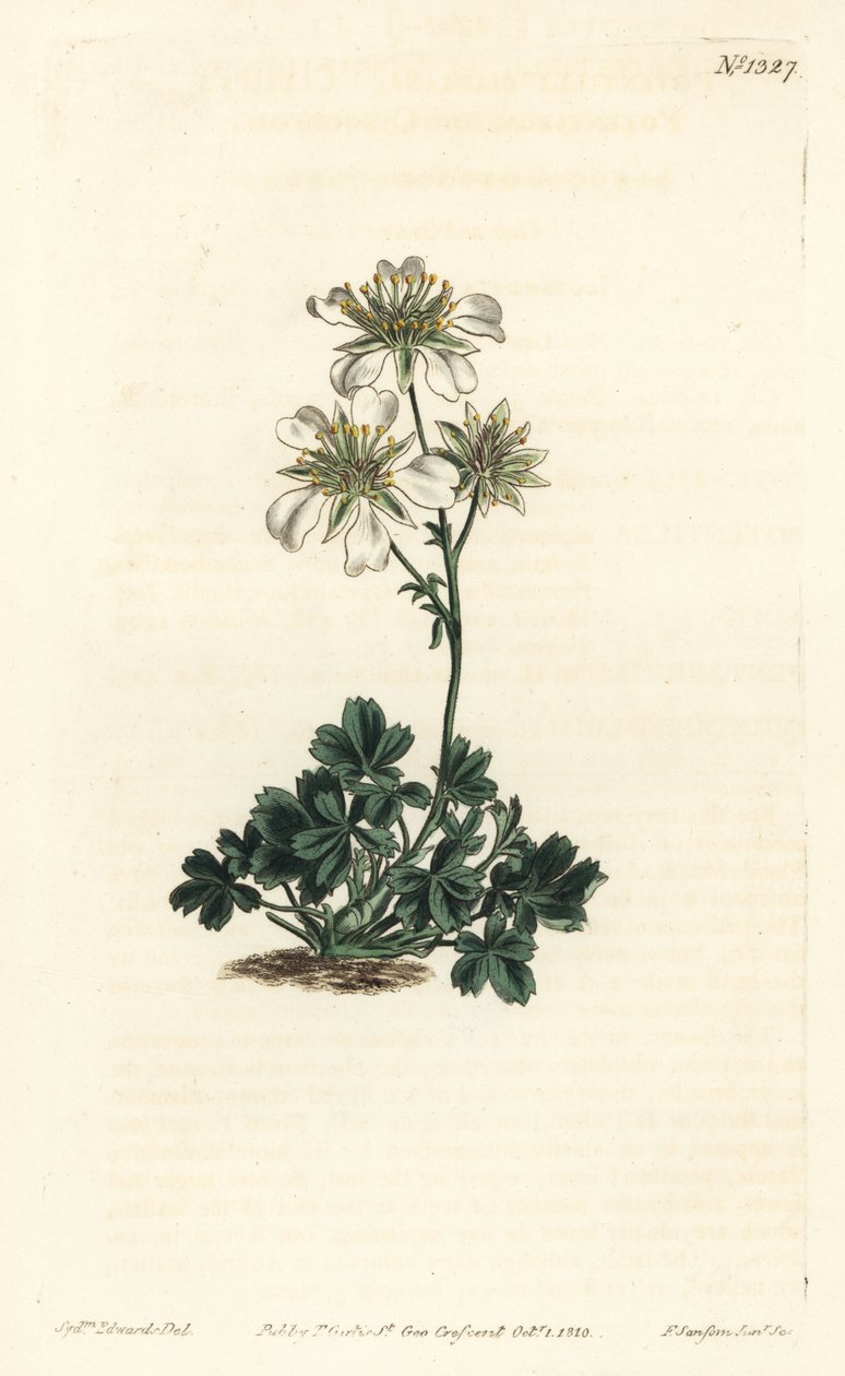 Clusius-kløverblad - Clusius-kløverblad, Potentilla clusiana. Håndkoloreret kobberstik af F. Sansom Jr. efter en illustration af Sydenham Edwards fra William Curtis