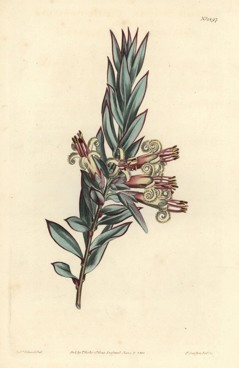Klaseblomstret styphelia, Styphelia triflora. Håndfarvet kobberstik af F. Sansom Jr. efter en illustration af Sydenham Edwards fra William Curtis