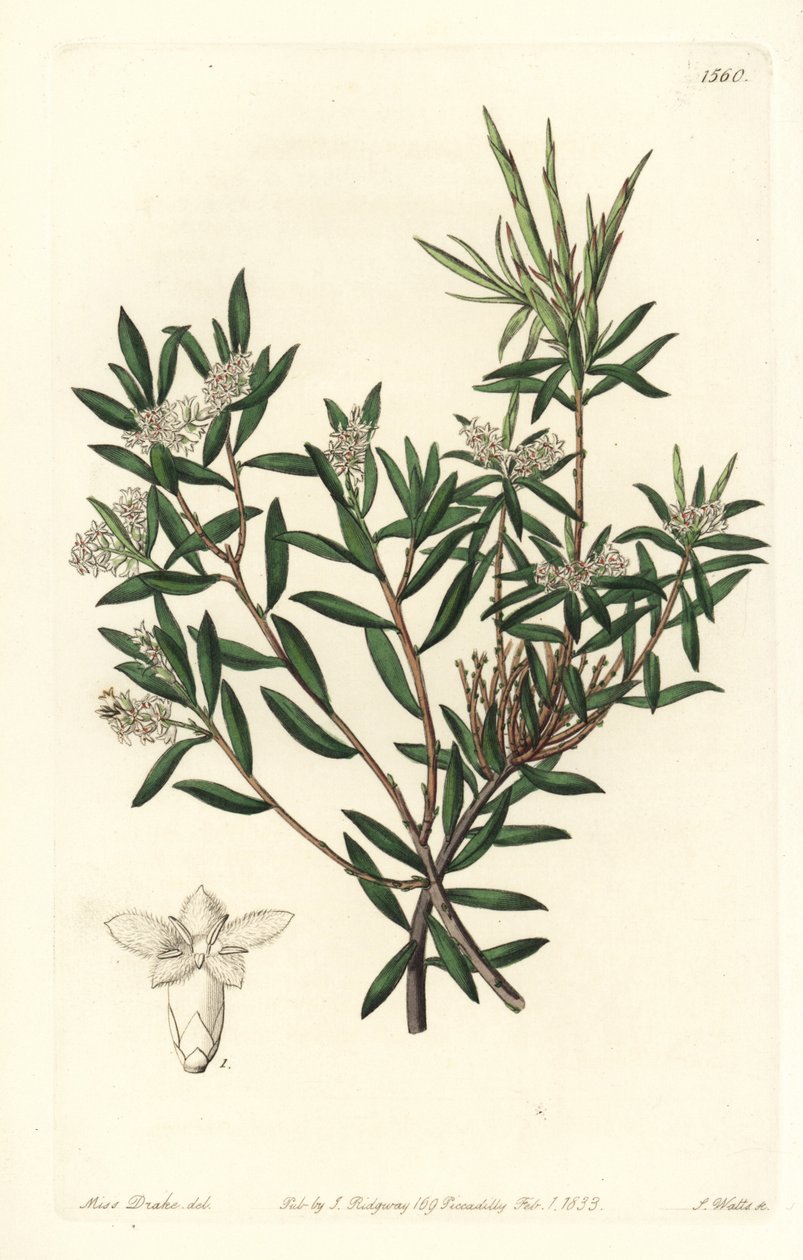 Kystskæg-hede eller småblomstret hvidskæg, Leucopogon parviflorus. Håndfarvet kobberstik af S. Watts efter en illustration af Miss Sarah Drake fra Sydenham Edwards