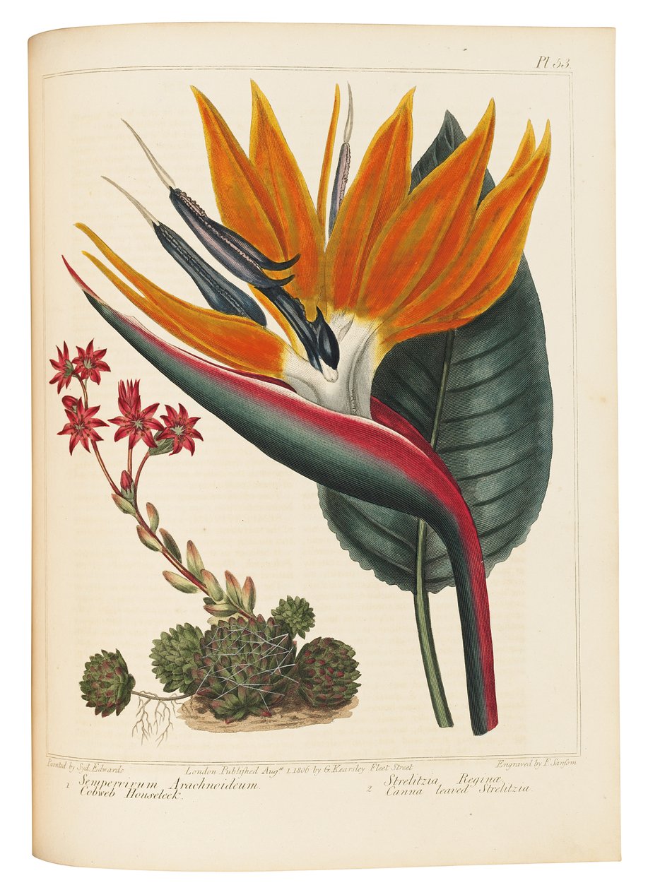 Cobweb Houseleek and Canna Leaved Strelitzia, 1806dani af Sydenham Teast Edwards