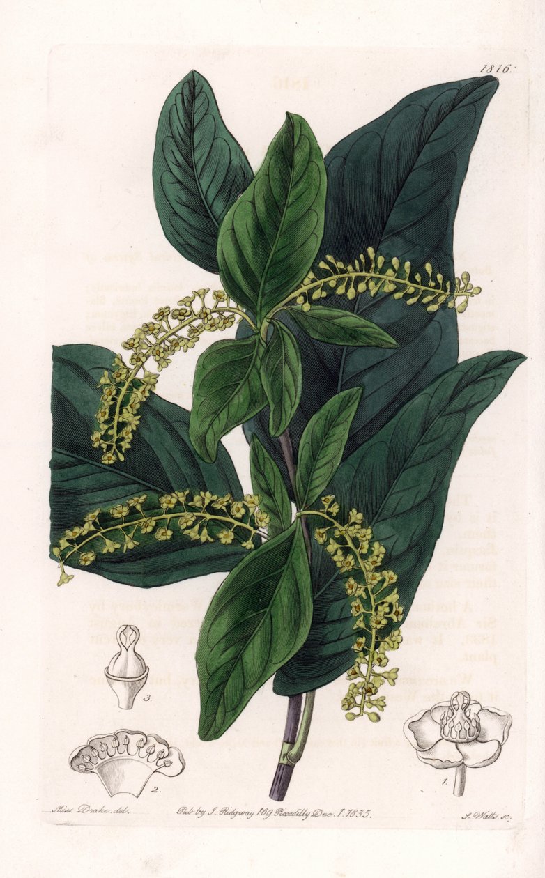 Coccoloba-varietet, hjemmehørende i Vestindien - graveret af S.Watts, fra en illustration af Sarah Anne Drake (1803-1857), fra Botanical Register of Sydenham Edwards (1768-1819), England af Sydenham Teast Edwards