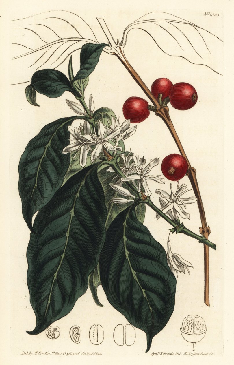 Kaffemaskine arabica - Kaffetræ, Coffea arabica. Håndfarvet kobberstik af F. Sansom Jr. efter en illustration af Sydenham Edwards fra William Curtis
