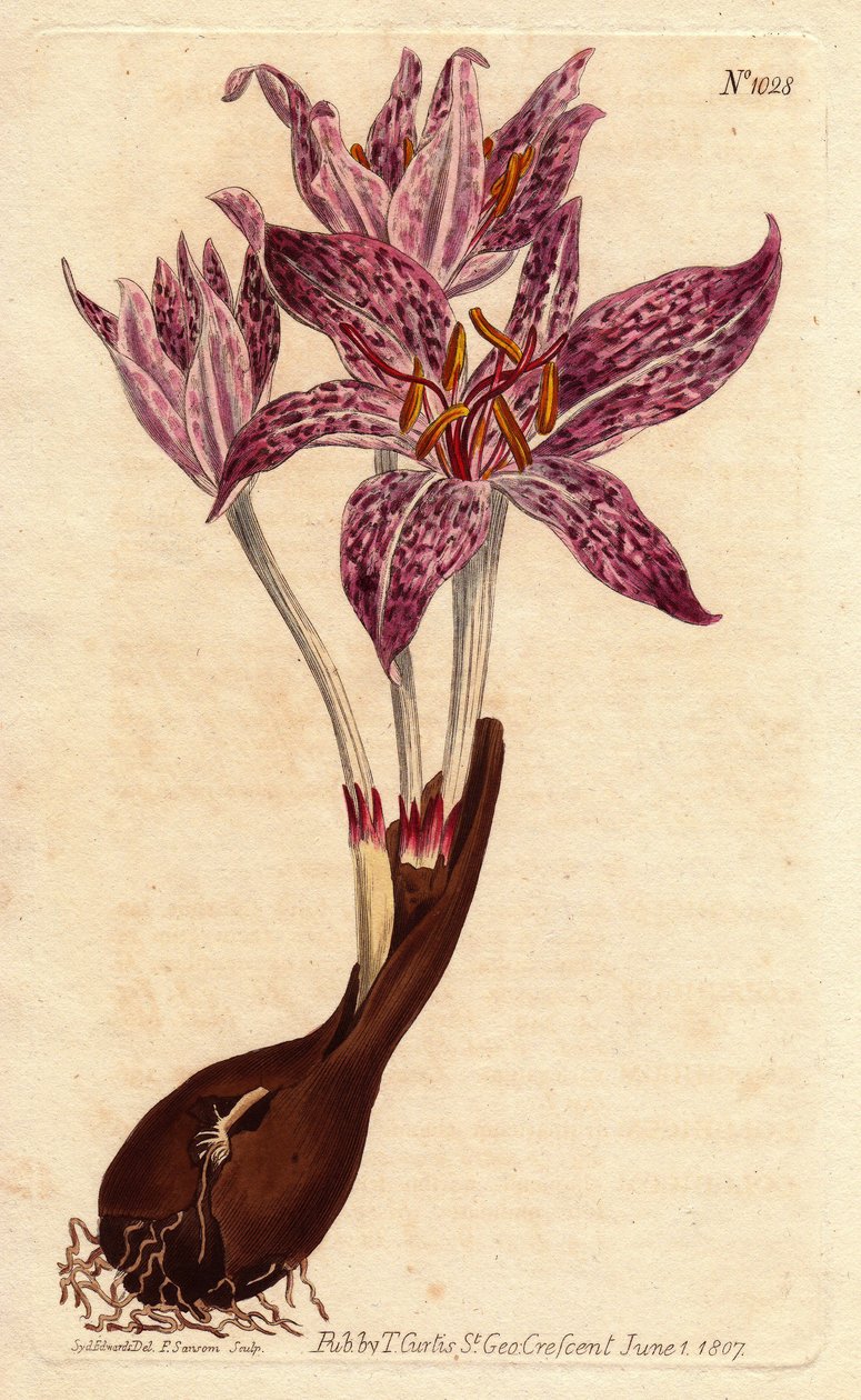 Colchique saffron des pres, med løg og flere lilla plettede blomster. Ternet blomstret eng safran, med løg og talrige lilla plettede blomster. Colchicum variegatum. Håndfarvet kobberstik fra en botanisk illustration af Sydenham Edw af Sydenham Teast Edwards