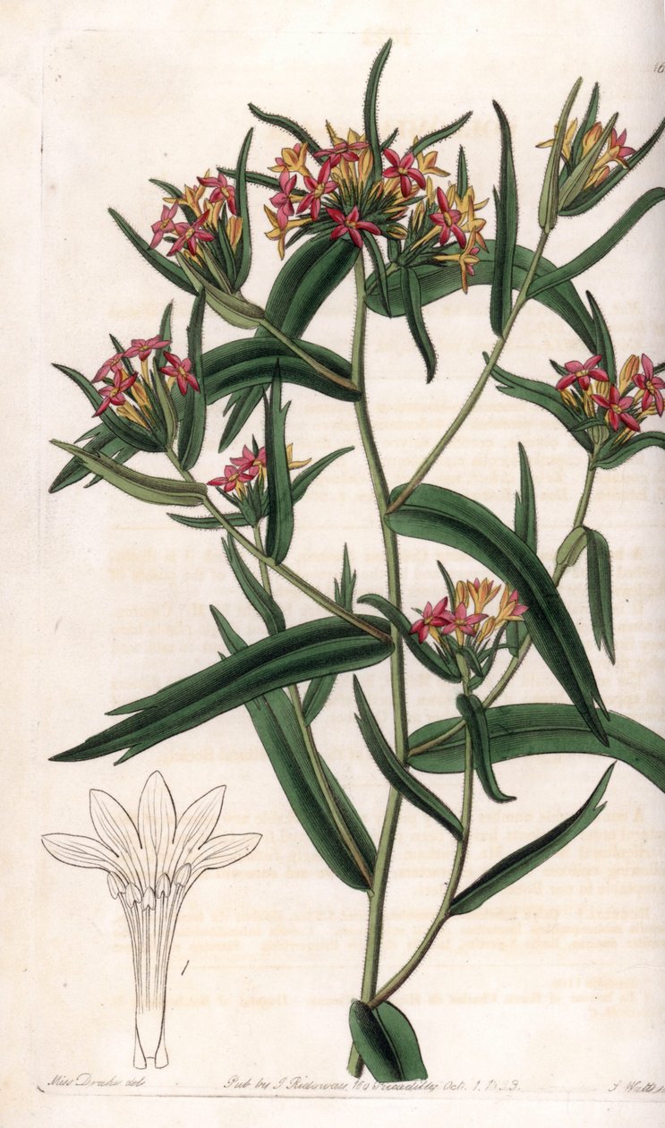Collomia neon - Plade graveret af S.Watts, fra en illustration af Sarah Anne Drake (1803-1857), fra Botanical Register of Sydenham Edwards (1768-1819), England af Sydenham Teast Edwards