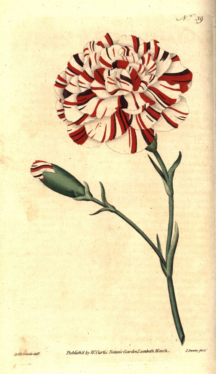 Almindelig nellike, blomsternelliker eller nelliker - Franklins tandsten, skarlagen bizar nellike, Dianthus caryophyllus. Håndfarvet kobberstik af James Sowerby efter en botanisk illustration af Sydenham Edwards fra William Curtis