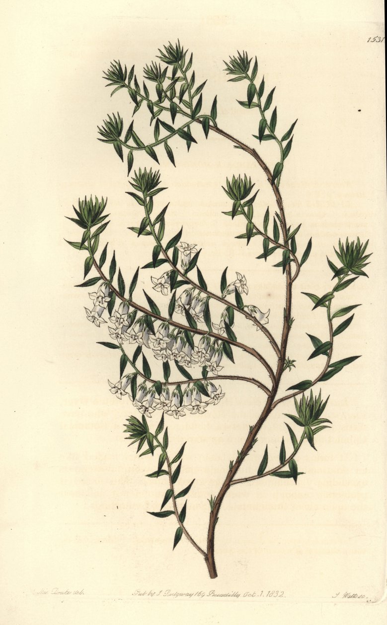 Almindelig hede, Epicris impressa (Sneet epacris, Epicris nivalis). Håndfarvet kobberstik af S. Watts efter en illustration af Miss Sarah Drake fra Sydenham Edwards