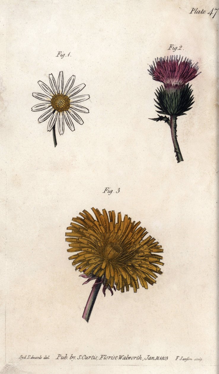 Sammensatte blomster: færdigpakke, æseltidsel (eller falsk acanth onopordum) og mælkebøtte. Farvet kobberstik, illustration af Sydenham Edwards (1768-1819) til Conferences of Botanical, Botanical Garden of Lambeth (England) af Sydenham Teast Edwards