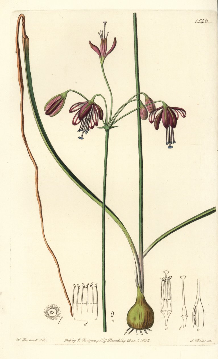 Koraller fra Mexico eller dråbe koraller - Koraldråber, Bessera elegans (hulbladet pharium, Pharium fistulosum). Håndfarvet kobberstik af S. Watts efter en illustration af William Herbert fra Sydenham Edwards