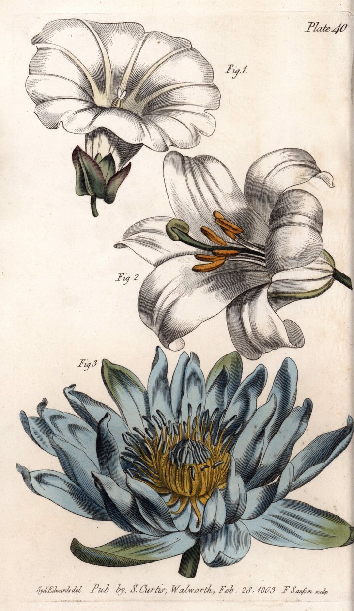 Kronblad: markkant (blomsten har et enkelt kronblad), lilje (hexapetal) og lilje (polypetal). Farvet kobberstik, illustration af Sydenham Edwards (1768-1819) til Conferences of Botanical, Botanical Garden of Lambeth (England) af Sydenham Teast Edwards