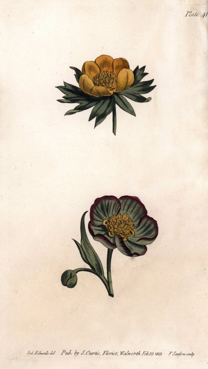 Krone af vinter eranth (eller helleborine eller vinter aconit) og hellebore fetide. Farvet kobberstik, illustration af Sydenham Edwards (1768-1819) til Conferences of Botanical, Botanical Garden of Lambeth (England) af Sydenham Teast Edwards