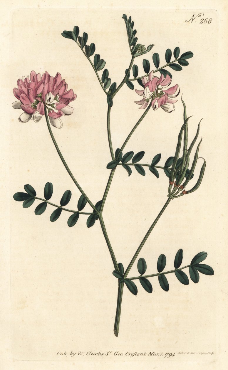 Coronilla bigaree - Lilla kronvikke, Securigera varia (Lilla coronilla, Coronilla varia). Håndfarvet kobberstik af Sansom efter en illustration af Sydenham Edwards fra William Curtis