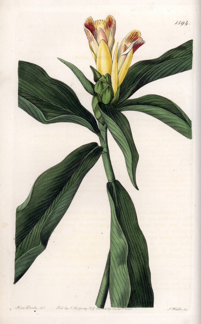 Costus Variete - Plade indgraveret af S.Watts, fra en illustration af Sarah Anne Drake (1803-1857), fra Botanical Register of Sydenham Edwards (1768-1819), England af Sydenham Teast Edwards