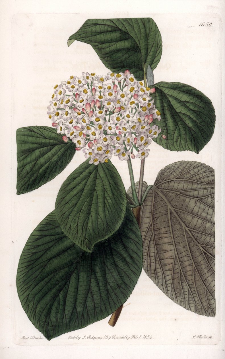 Cotton Viorne - Indgraveret tavle af S.Watts, fra en illustration af Sarah Anne Drake (1803-1857), fra Botanical Register of Sydenham Edwards (1768-1819), England af Sydenham Teast Edwards
