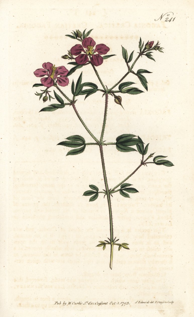 Kreta Fagonia - Kreta fagonia, Fagonia cretica. Håndkoloreret kobberstik af Sansom efter en illustration af Sydenham Edwards rom William Curtis