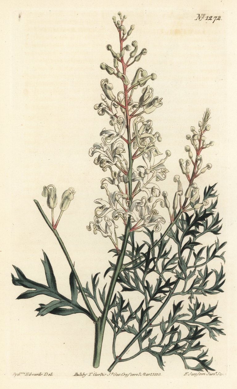 Crinkle busk eller reinfann - Crinkle busk eller persille bregne (svovlurt-bladede lomatia), Lomatia silaifolia. Håndfarvet kobberstik af F. Sansom Jr. efter en illustration af Sydenham Edwards fra William Curtis
