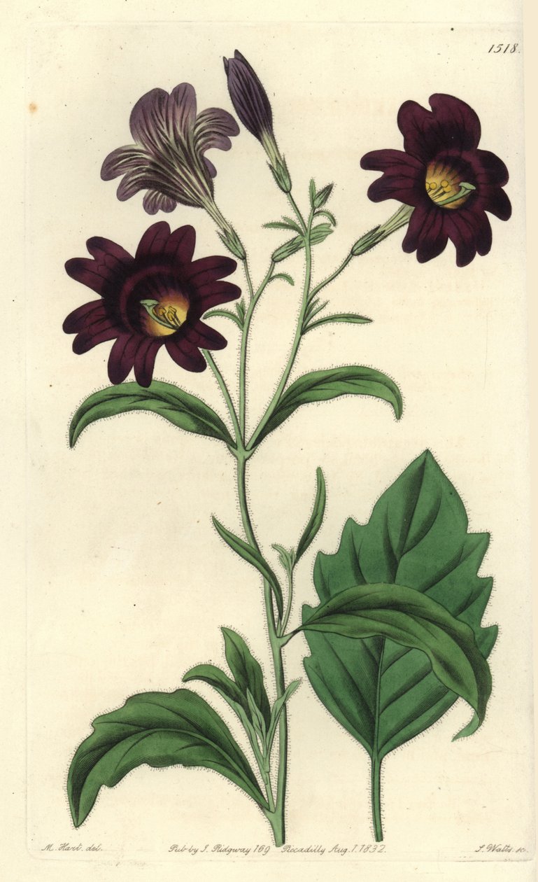 Curvy Salpiglossis - Malet tunge, Salpiglossis sinuata (Mørk lilla salpiglossis, Salpiglossis atropurpurea). Håndfarvet kobberstik af S. Watts efter en illustration af M. Hart fra Sydenham Edwards