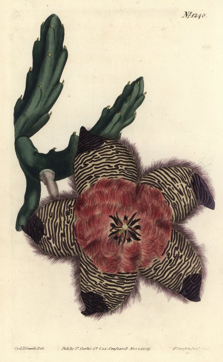 Polstret stapelia, Stapelia pulvinata. Håndfarvet kobberstik af F. Sansom Jr. efter en illustration af Sydenham Edwards fra William Curtis