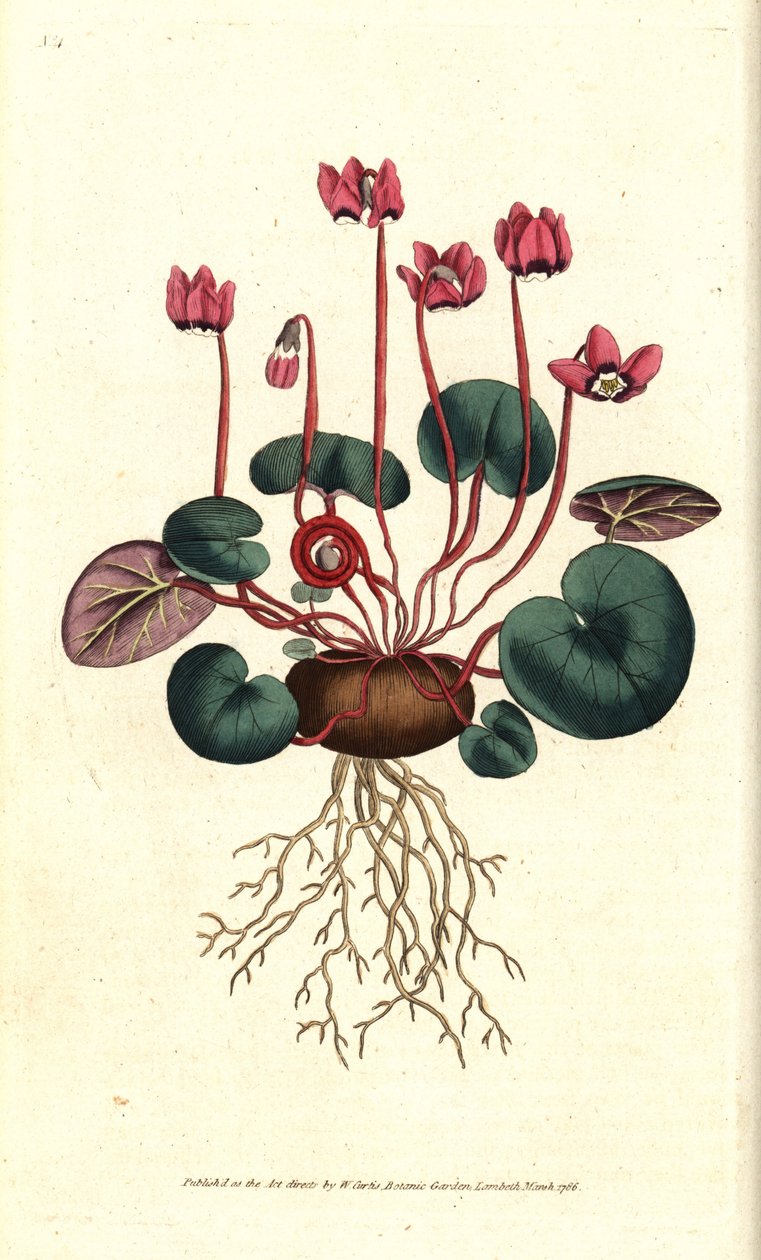 Cyclamen de Cos eller Kaukasus - Rundbladet cyclamen, Cyclamen coum. Håndfarvet kobberstik efter en botanisk illustration af James Sowerby fra William Curtis