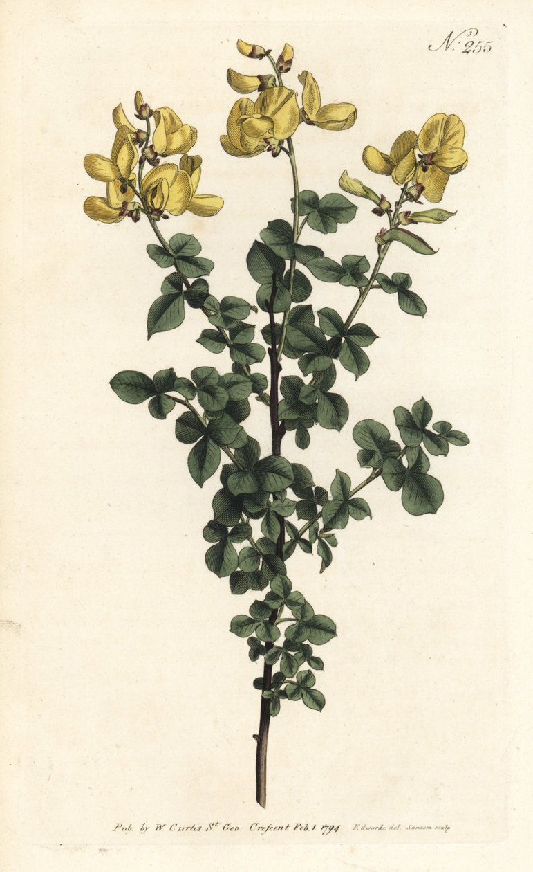 Cytisophyllum sessilifolium (Almindelig cytisus, Cytisus sessilifolius). Håndfarvet kobberstik af Sansom efter en illustration af Sydenham Edwards fra William Curtis