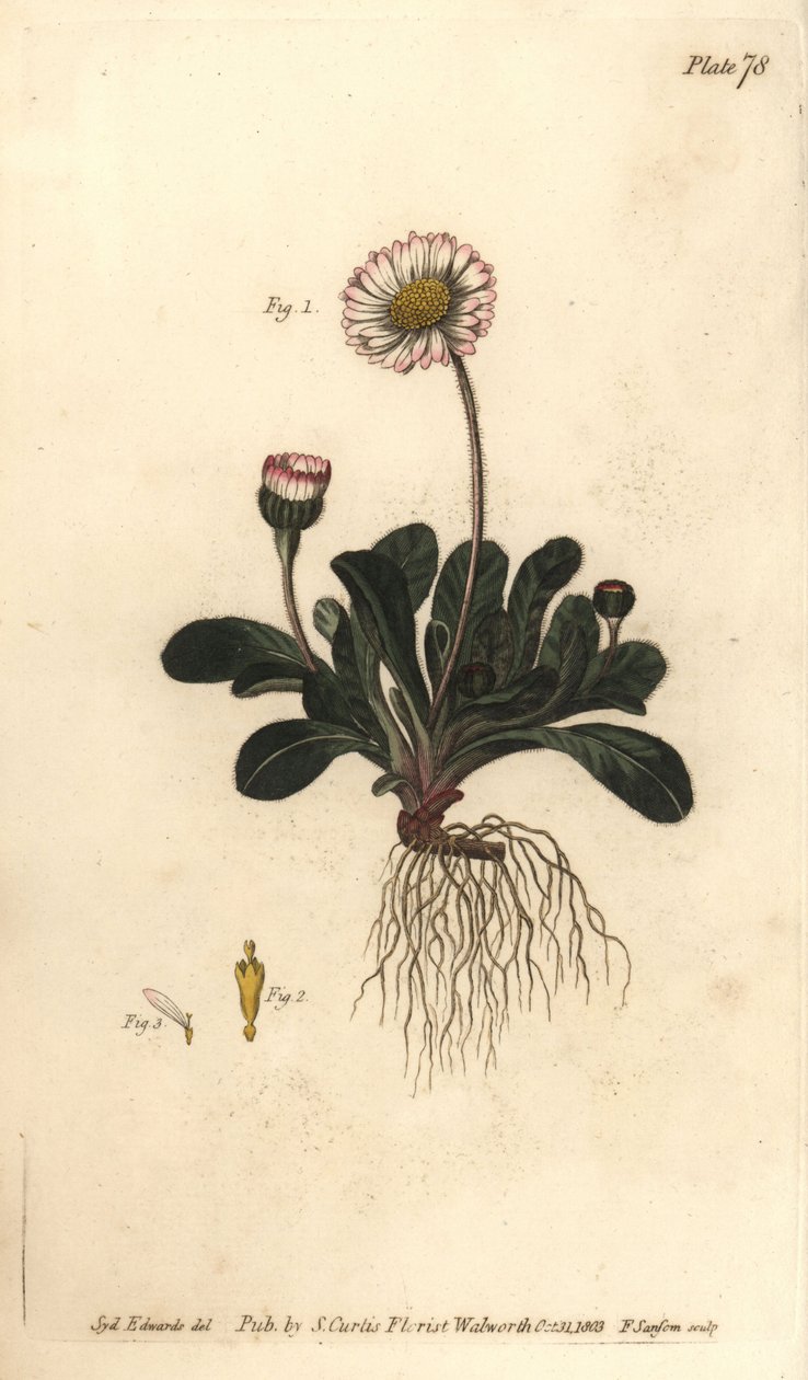 Tusindfryd, Bellis perennis, Polygamia superflua. Håndfarvet kobberstik af F. Sansom af en botanisk illustration af Sydenham Edwards til William Curtis