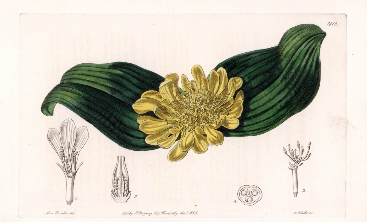 Daubenya Variete - Plade graveret af S.Watts, fra en illustration af Sarah Anne Drake (1803-1857), fra Botanical Register of Sydenham Edwards (1768-1819), England af Sydenham Teast Edwards