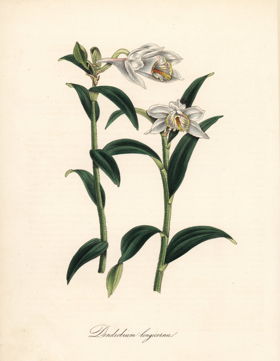 Dendrobium variete - Langhornet dendrobium orkidé, Dendrobium longiconu. Kopieret fra Sydenham Edwards